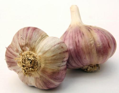 Sadbový cesnak Havel, zimný, paličiak 3 ks